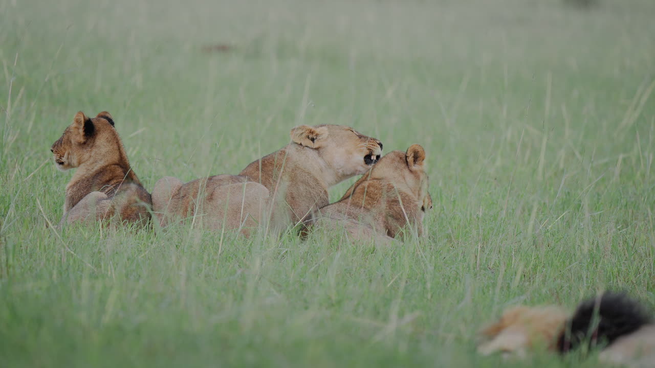 Three Lions Resting in the Savannah