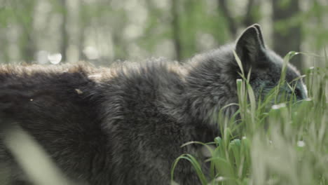 close up of a beautiful gray wolf as he stands in a meadow and walks off