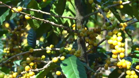 Caturra-yellow-coffee-branches