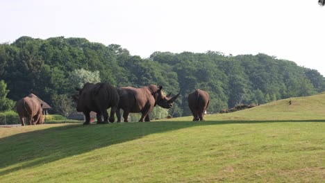 white rhinoceros strolling around on a sunny day at africa alive, lowestoft, norfolk