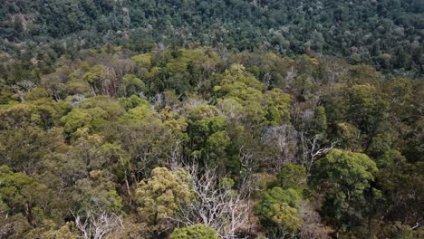 avión no tripulado con una panorámica lenta sobre las tierras nativas australianas de la selva montaña