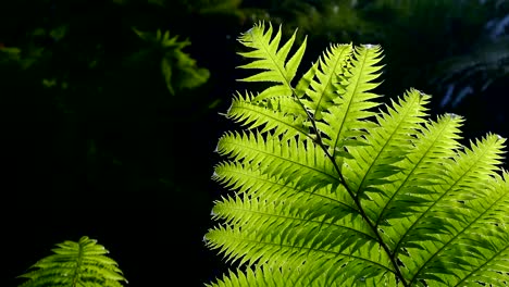 ferns of closeup with dark background.