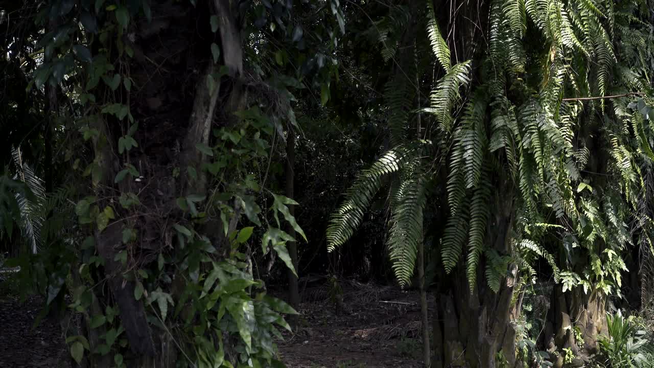 바람이 정원의 나무에 종려나무 잎을 불어넣고