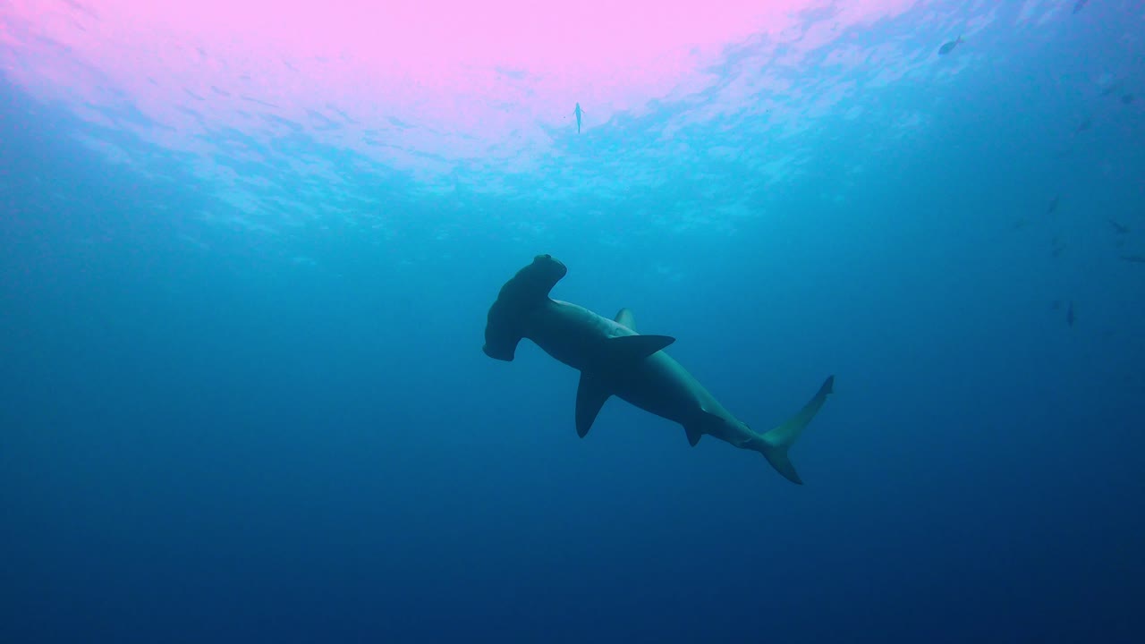 tiburón solitario nadando en el azul
