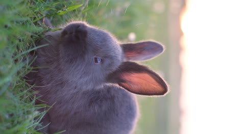 vertical video black little rabbit sitting in the field vertical video