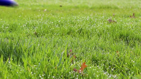 slow motion blue frisbee lands on beautiful, dew covered grass on sunny spring day, dew sprays up, close shot