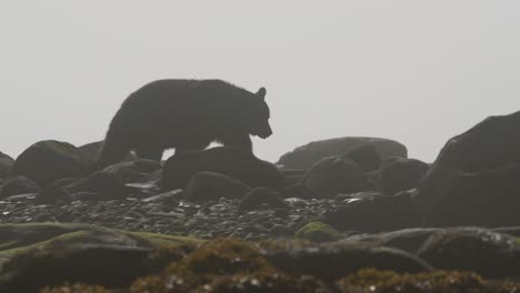 oso negro camina a través de la niebla en una playa rocosa