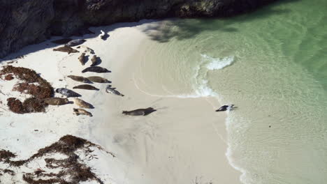 playful young seal pup goes for a swim in the clear blue pacific ocean as the adult seals rest on the sand