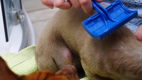 woman taking care of dog while combing