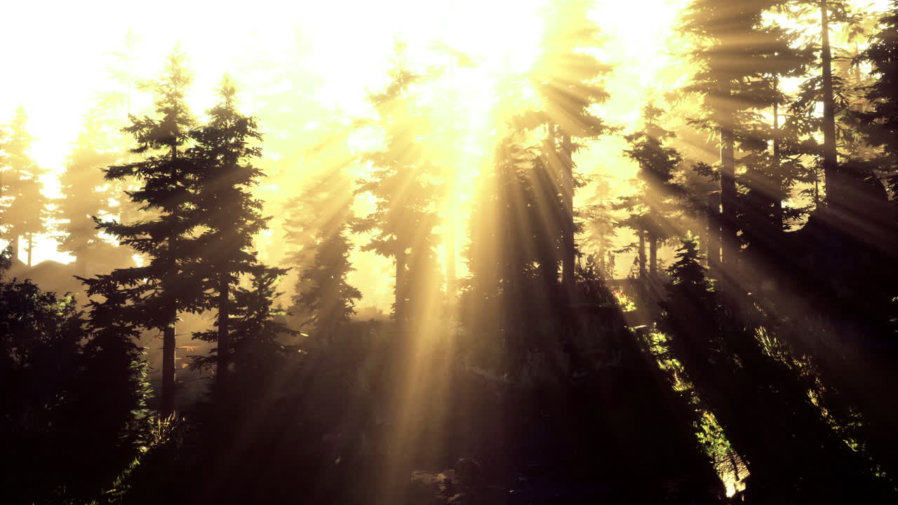 Morning sunlight creates a magical atmosphere in a dense forest landscape