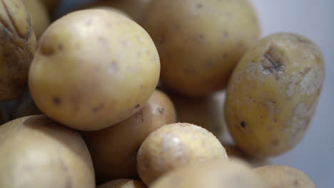 montón de patatas orgánicas recién cosechadas de la granja