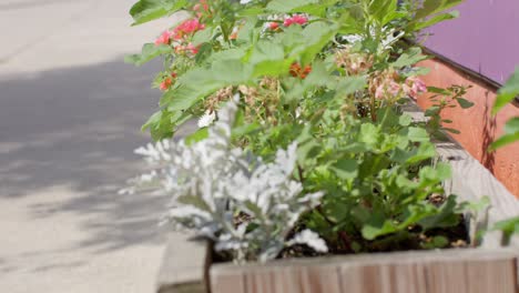 Flower-and-plant-bed-in-Lansing,-Michigan-Old-Town-district-with-video-close-up-tilting-up-in-slow-motion