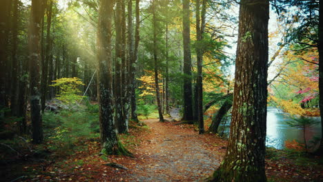 walking around the kejimkujik national park in autumn. trail view of the forest trees and colorful foliage. fall colors. sun rays coming through the leaves. peaceful discovery of nature.