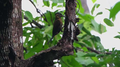 picado con fuerza en las cortezas para exponer su comida, pico carpintero laced picus vittatus hembra, tailandia