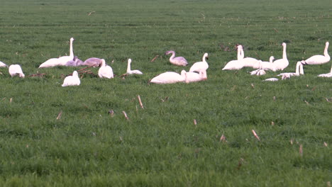 una bandada de cisnes trompetistas pastando en un campo
