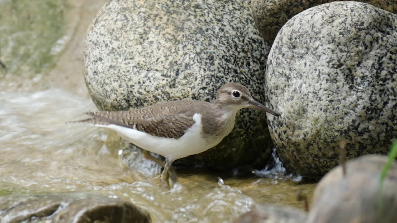 Common Sandpiper Wader Bird Forages at Small Waterfall Shallow Water - close-up