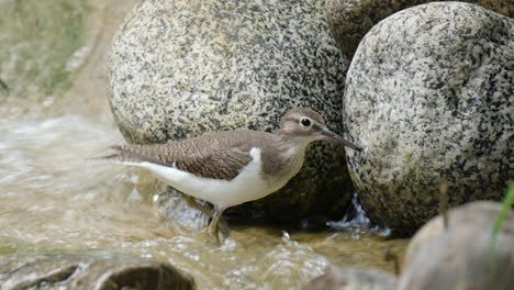 common sandpiper wader bird forages at small waterfall shallow water - close-up