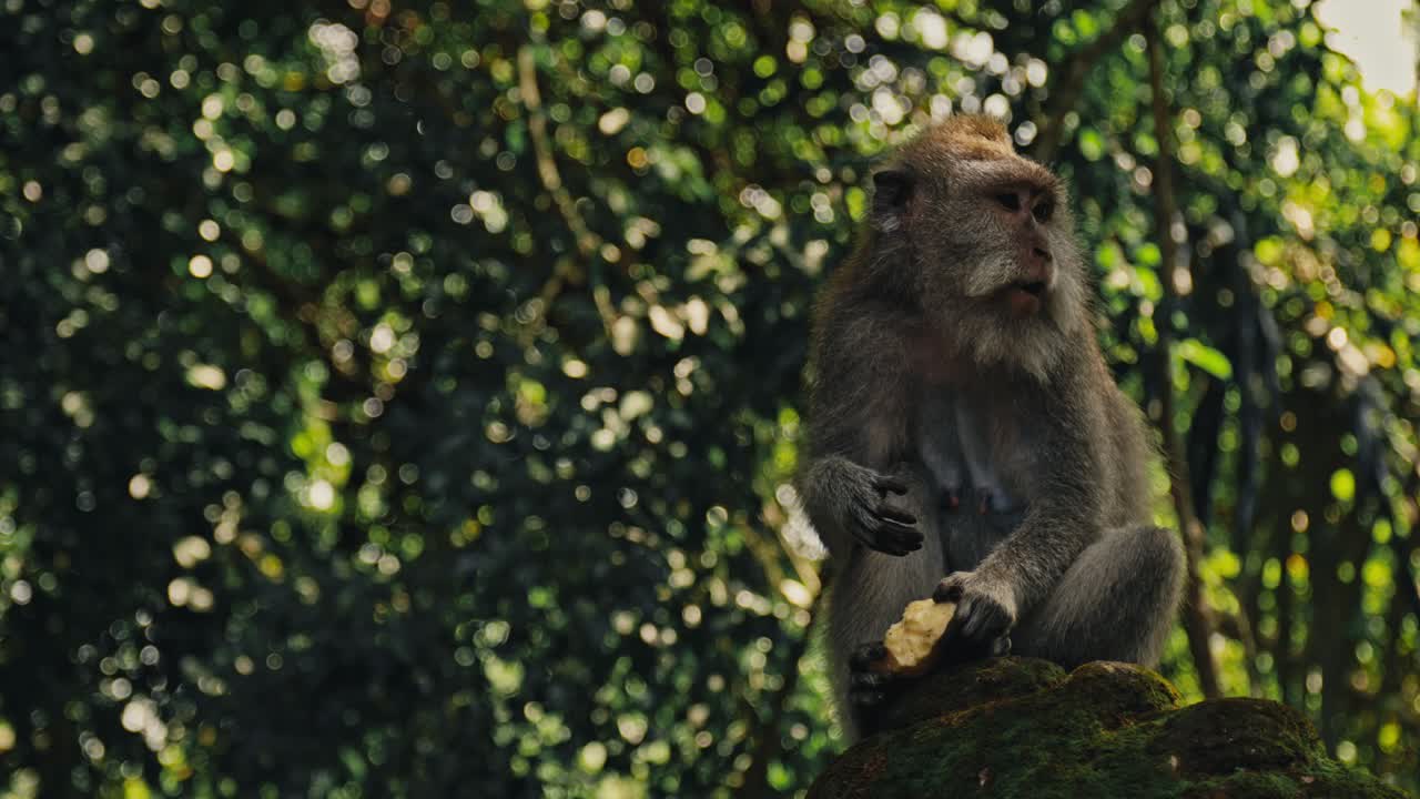 Up-close old monkey eating mango on a rock in the forest of Bali, Indonesia