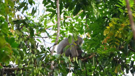 phayre's langur, trachypithecus phayrei, thailand