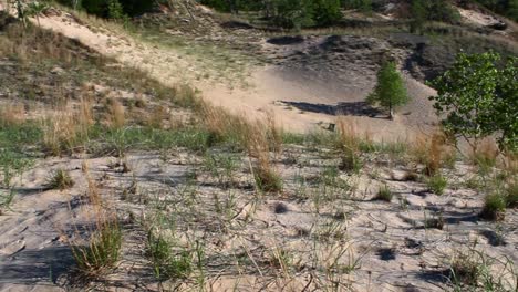 Expansive view of Indiana Dunes, showcasing sandy terrain, grass patches, and scattered trees under bright daylight. The untouched beauty evokes tranquility and natural wonder