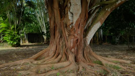 a shot focused on a banyan tree trunk and its surface roots