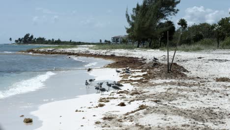 a flock of birds hanging out at the beach