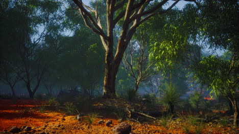 el interior de australia con árboles y arena amarilla