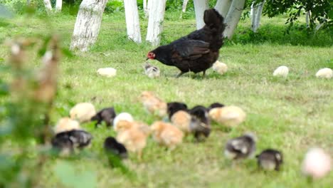 Chicken with Chicks