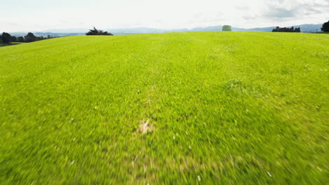 Green-meadow-with-fodder-rolls-in-wrapped-in-film-in-New-Zealand,-low-aerial