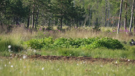 Wild-Bear-And-Vultures-Startled-And-Run-Away-In-The-Green-Meadow-On-A-Sunny-Morning---wide-shot