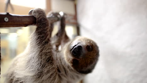 two toed sloth on branch looking at camera