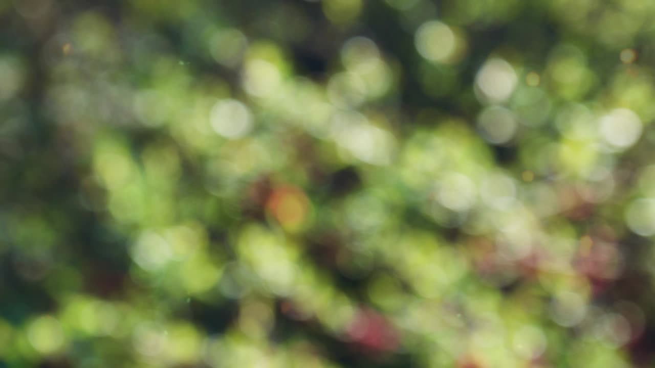 추상적인 숲 보케 모션 배경