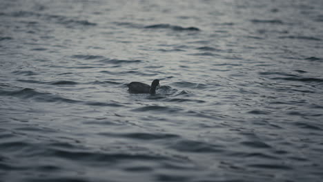 american coot aquatic bird foraging over lakes