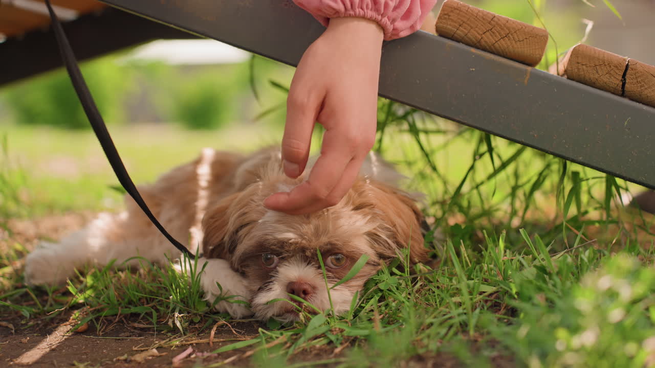 Soothing Gesture By Compassionate Helper, Volunteer Softly Calms Panting Puppy Beneath Park Bench, Quiet Scene Showing Caretaker Gently Soothing Stressed Puppy In Grassy Outdoor Space