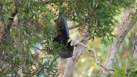 Murciélago-Gigante-Zorro-Mosca-Posado-Lamiendo-Su-Ala-Colgando-De-Un-árbol-Durante-El-Día