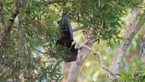zorro mosca murciélago gigante lamiendo su ala colgando de un árbol durante el día