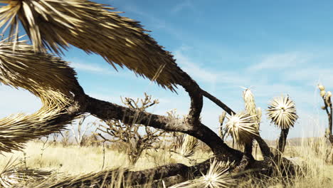 Toma-De-Seguimiento-Lenta-De-Un-Cactus-Seco-Caído-En-La-Reserva-De-Mojave.