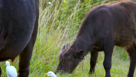 El-Búfalo-Negro-Masticando-La-Hierba.-Vídeos-De-Mamíferos