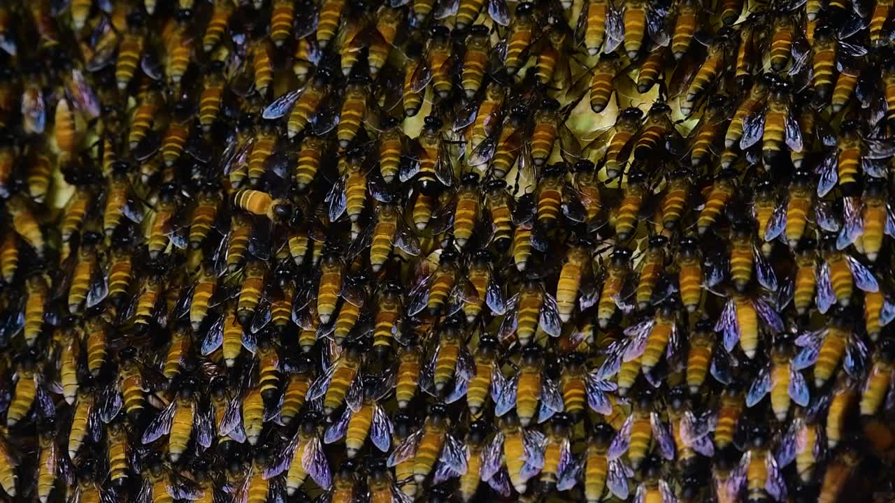 se sabe que las abejas melíferas gigantes construyen grandes colonias de nidos con bolsillos simétricos hechos de cera para almacenar miel como fuente de alimento.