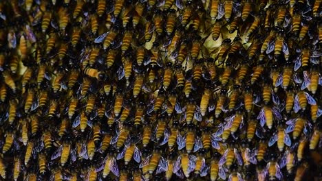 Se-Sabe-Que-Las-Abejas-Melíferas-Gigantes-Construyen-Grandes-Colonias-De-Nidos-Con-Bolsillos-Simétricos-Hechos-De-Cera-Para-Almacenar-Miel-Como-Fuente-De-Alimento.