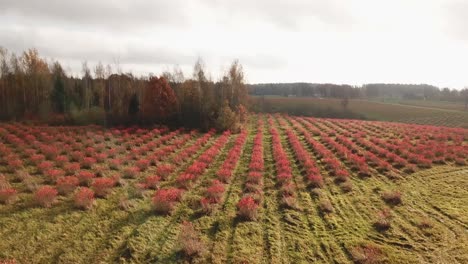 red leaved chokeberry field in autumn  in latvia