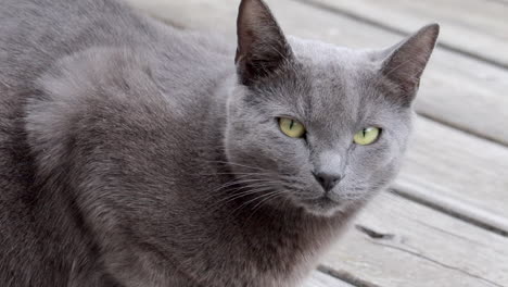 gato doméstico gris de ojos verdes observando su entorno exterior
