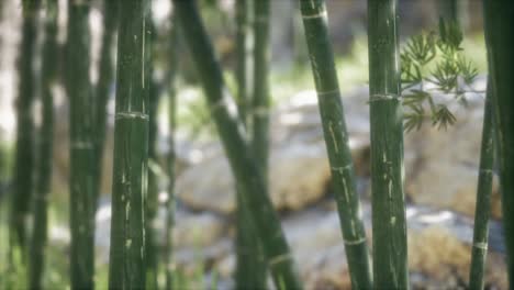 green bamboo trees forest background