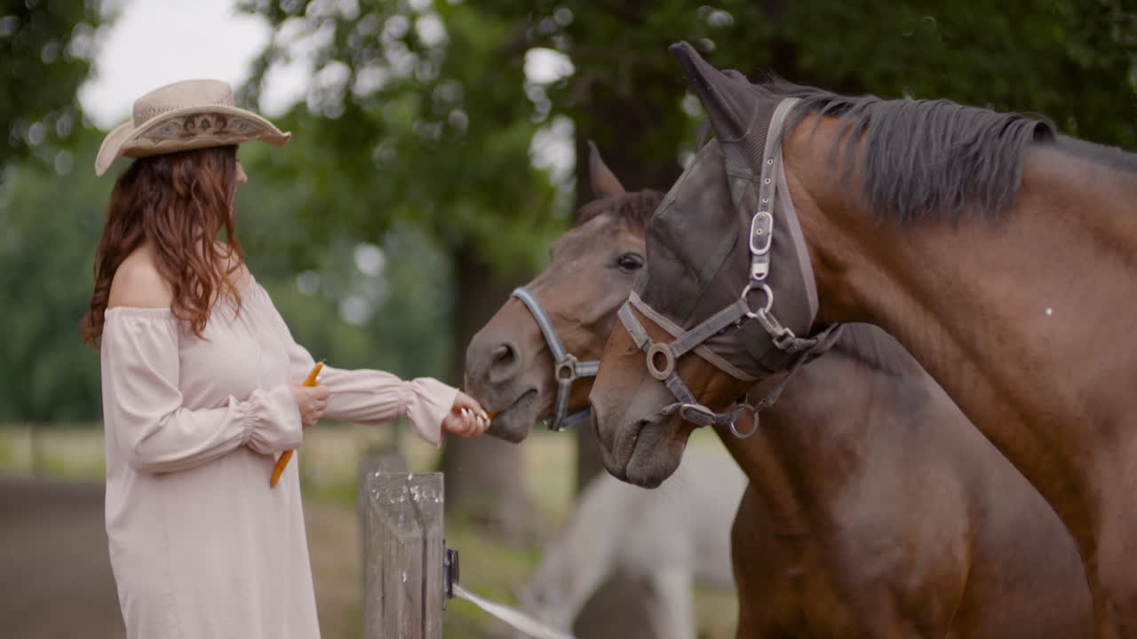mujer alimentando caballos