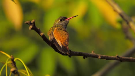 a hummingbird perched on a branch, surrounded by blurred green foliage, showcasing vibrant feathers