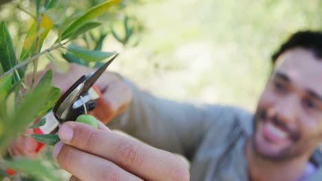 Farmer-cutting-olives-from-pruning-shears-in-farm-4k