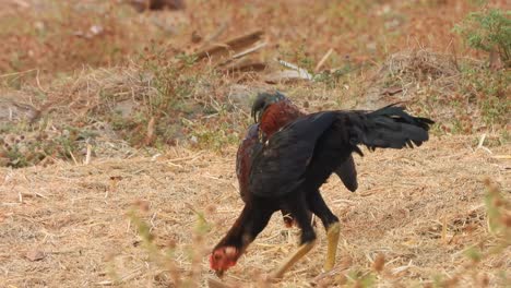 Tree-chickens-or-eating-food-