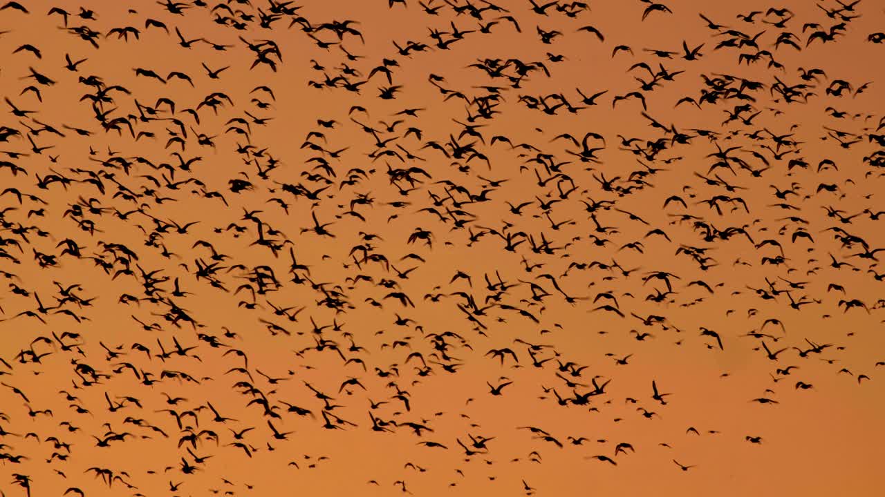 gran bandada de pájaros en el cielo naranja al atardecer