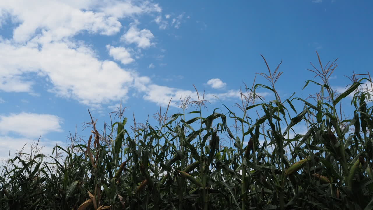 ángulo bajo de lapso de tiempo de campo de maíz