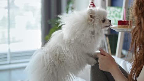 video de una mujer dándole a su perro un pastel de cumpleaños